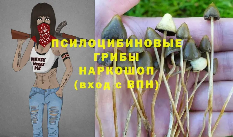 Галлюциногенные грибы Magic Shrooms  Адыгейск 